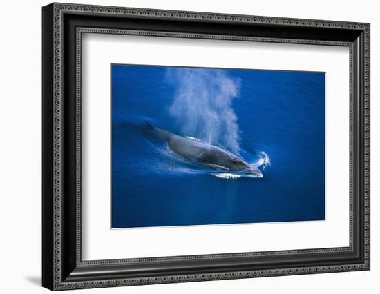 Antarctic Minke Whale Surfacing-null-Framed Photographic Print