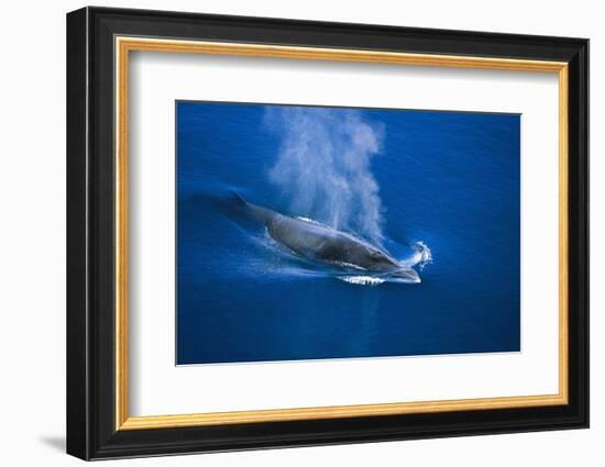 Antarctic Minke Whale Surfacing-null-Framed Photographic Print