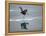 Antarctic Peninsula, Hope Bay, Wilson's Storm Petrel Seems to Walk across Surface of Water-Mark Hannaford-Framed Premier Image Canvas