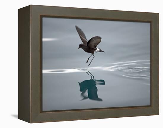 Antarctic Peninsula, Hope Bay, Wilson's Storm Petrel Seems to Walk across Surface of Water-Mark Hannaford-Framed Premier Image Canvas