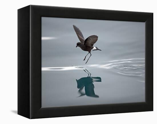 Antarctic Peninsula, Hope Bay, Wilson's Storm Petrel Seems to Walk across Surface of Water-Mark Hannaford-Framed Premier Image Canvas