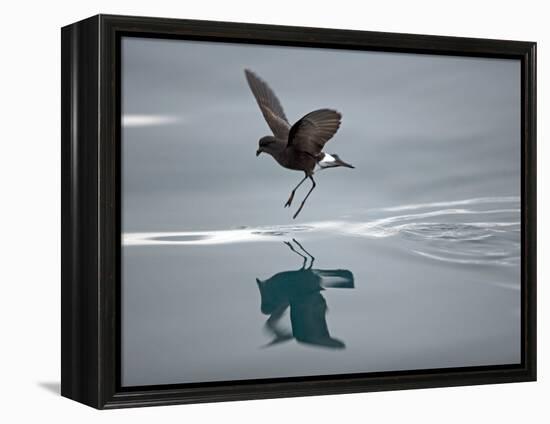 Antarctic Peninsula, Hope Bay, Wilson's Storm Petrel Seems to Walk across Surface of Water-Mark Hannaford-Framed Premier Image Canvas