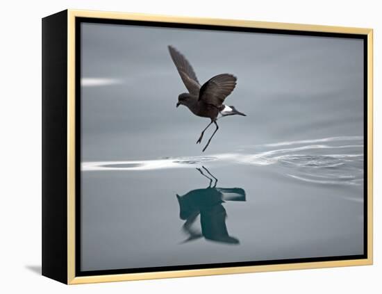 Antarctic Peninsula, Hope Bay, Wilson's Storm Petrel Seems to Walk across Surface of Water-Mark Hannaford-Framed Premier Image Canvas