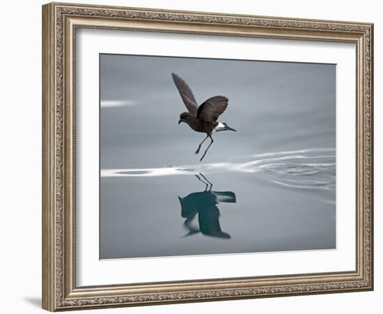 Antarctic Peninsula, Hope Bay, Wilson's Storm Petrel Seems to Walk across Surface of Water-Mark Hannaford-Framed Photographic Print