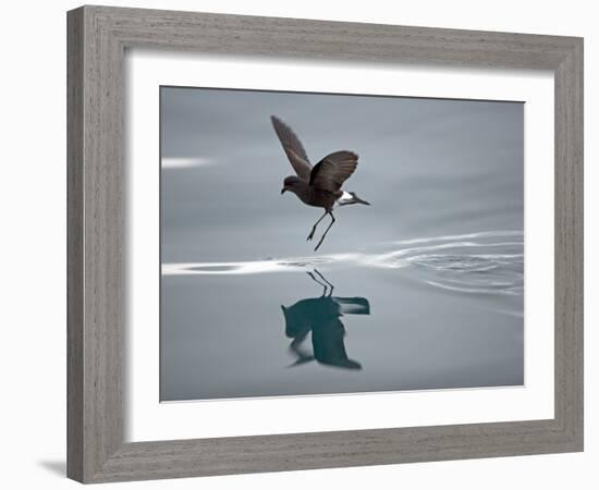 Antarctic Peninsula, Hope Bay, Wilson's Storm Petrel Seems to Walk across Surface of Water-Mark Hannaford-Framed Photographic Print