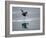 Antarctic Peninsula, Hope Bay, Wilson's Storm Petrel Seems to Walk across Surface of Water-Mark Hannaford-Framed Photographic Print