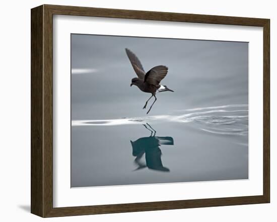 Antarctic Peninsula, Hope Bay, Wilson's Storm Petrel Seems to Walk across Surface of Water-Mark Hannaford-Framed Photographic Print