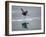 Antarctic Peninsula, Hope Bay, Wilson's Storm Petrel Seems to Walk across Surface of Water-Mark Hannaford-Framed Photographic Print