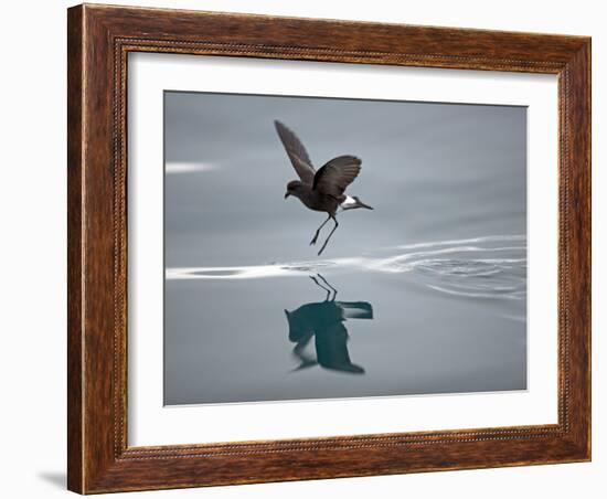 Antarctic Peninsula, Hope Bay, Wilson's Storm Petrel Seems to Walk across Surface of Water-Mark Hannaford-Framed Photographic Print