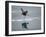 Antarctic Peninsula, Hope Bay, Wilson's Storm Petrel Seems to Walk across Surface of Water-Mark Hannaford-Framed Photographic Print