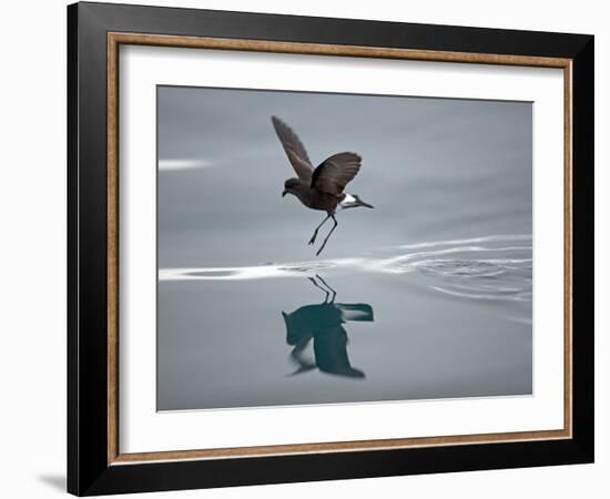 Antarctic Peninsula, Hope Bay, Wilson's Storm Petrel Seems to Walk across Surface of Water-Mark Hannaford-Framed Photographic Print