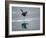 Antarctic Peninsula, Hope Bay, Wilson's Storm Petrel Seems to Walk across Surface of Water-Mark Hannaford-Framed Photographic Print