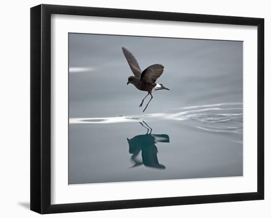 Antarctic Peninsula, Hope Bay, Wilson's Storm Petrel Seems to Walk across Surface of Water-Mark Hannaford-Framed Photographic Print