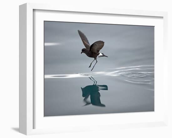 Antarctic Peninsula, Hope Bay, Wilson's Storm Petrel Seems to Walk across Surface of Water-Mark Hannaford-Framed Photographic Print