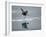 Antarctic Peninsula, Hope Bay, Wilson's Storm Petrel Seems to Walk across Surface of Water-Mark Hannaford-Framed Photographic Print