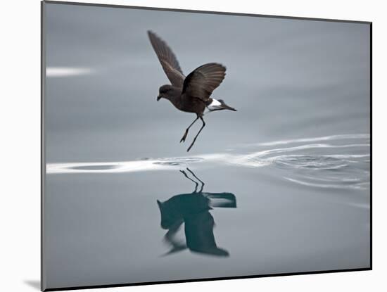 Antarctic Peninsula, Hope Bay, Wilson's Storm Petrel Seems to Walk across Surface of Water-Mark Hannaford-Mounted Photographic Print