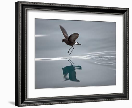 Antarctic Peninsula, Hope Bay, Wilson's Storm Petrel Seems to Walk across Surface of Water-Mark Hannaford-Framed Photographic Print