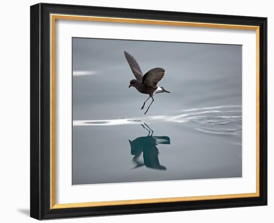 Antarctic Peninsula, Hope Bay, Wilson's Storm Petrel Seems to Walk across Surface of Water-Mark Hannaford-Framed Photographic Print