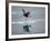 Antarctic Peninsula, Hope Bay, Wilson's Storm Petrel Seems to Walk across Surface of Water-Mark Hannaford-Framed Photographic Print