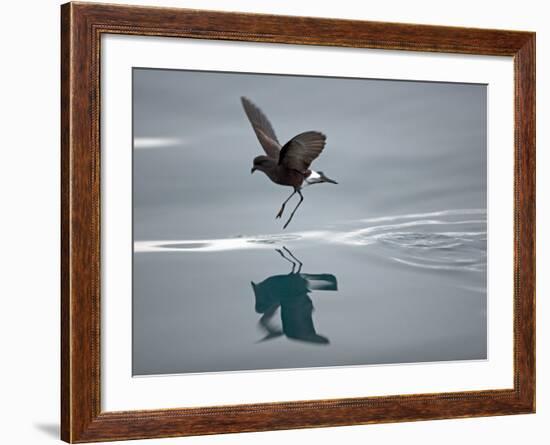 Antarctic Peninsula, Hope Bay, Wilson's Storm Petrel Seems to Walk across Surface of Water-Mark Hannaford-Framed Photographic Print