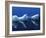 Antarctic Peninsula, Paradise Harbour, Icebergs Colours and Shapes at the Chilean Base in Paradise -Mark Hannaford-Framed Photographic Print