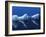 Antarctic Peninsula, Paradise Harbour, Icebergs Colours and Shapes at the Chilean Base in Paradise -Mark Hannaford-Framed Photographic Print