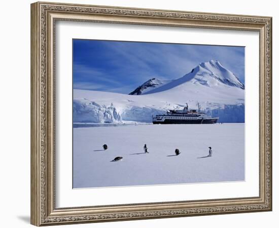 Antarctic Peninsula, Port Lockroy, Gentoo Penguins and Cruise Ship Clipper Adventurer, Antarctica-Allan White-Framed Photographic Print