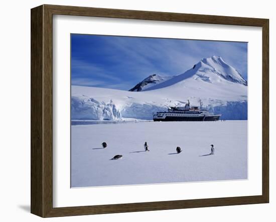 Antarctic Peninsula, Port Lockroy, Gentoo Penguins and Cruise Ship Clipper Adventurer, Antarctica-Allan White-Framed Photographic Print