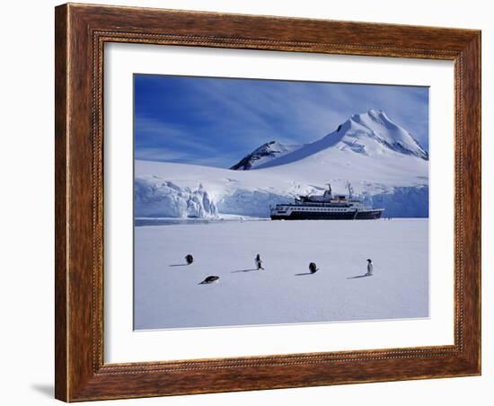 Antarctic Peninsula, Port Lockroy, Gentoo Penguins and Cruise Ship Clipper Adventurer, Antarctica-Allan White-Framed Photographic Print