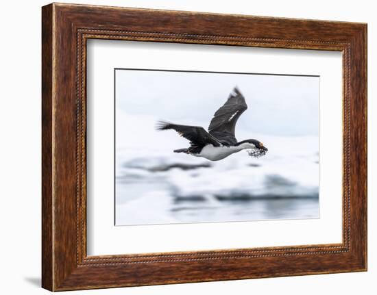 Antarctic shag (Leucocarbo bransfieldensis) taking flight with nesting material at Port Lockroy-Michael Nolan-Framed Photographic Print