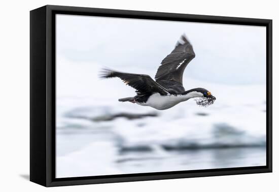 Antarctic shag (Leucocarbo bransfieldensis) taking flight with nesting material at Port Lockroy-Michael Nolan-Framed Premier Image Canvas