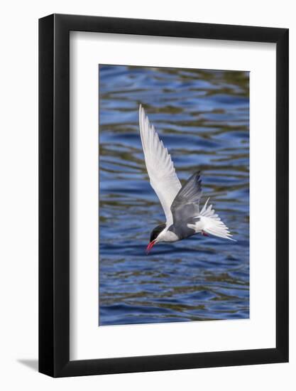 Antarctic Tern (Sterna Vittata Georgiae) in Flight in Ocean Harbor, South Georgia, Polar Regions-Michael Nolan-Framed Photographic Print