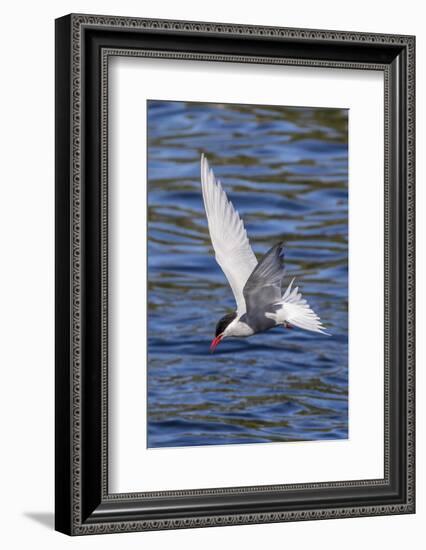 Antarctic Tern (Sterna Vittata Georgiae) in Flight in Ocean Harbor, South Georgia, Polar Regions-Michael Nolan-Framed Photographic Print