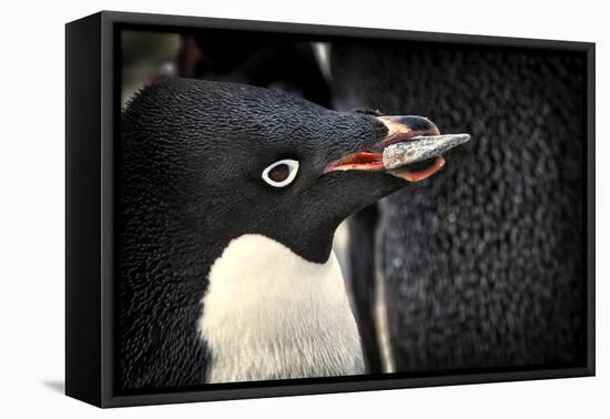 Antarctica. Adelie Penguin Gathers a Pebble for a Nest-Janet Muir-Framed Premier Image Canvas