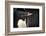 Antarctica. Adelie Penguin Gathers a Pebble for a Nest-Janet Muir-Framed Photographic Print