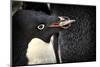 Antarctica. Adelie Penguin Gathers a Pebble for a Nest-Janet Muir-Mounted Photographic Print