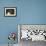 Antarctica. Adelie Penguin Gathers a Pebble for a Nest-Janet Muir-Framed Photographic Print displayed on a wall