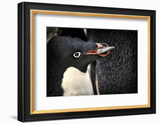 Antarctica. Adelie Penguin Gathers a Pebble for a Nest-Janet Muir-Framed Photographic Print