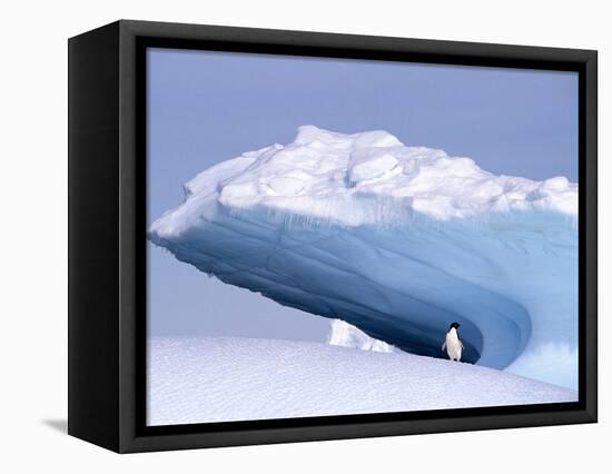 Antarctica, adelie penguin in front of iceberg-Frans Lemmens-Framed Premier Image Canvas