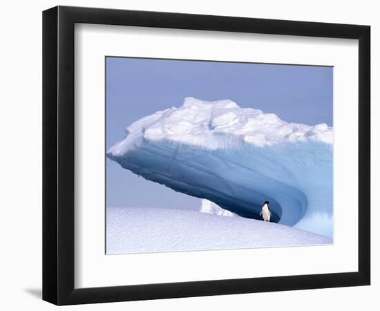 Antarctica, adelie penguin in front of iceberg-Frans Lemmens-Framed Photographic Print