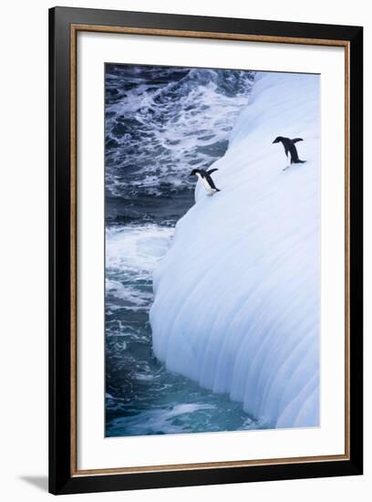 Antarctica. Adelie Penguins Jump of an Iceberg-Janet Muir-Framed Photographic Print