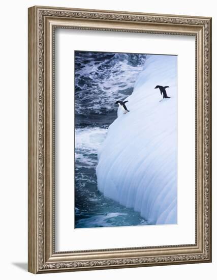 Antarctica. Adelie Penguins Jump of an Iceberg-Janet Muir-Framed Photographic Print