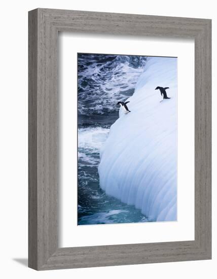 Antarctica. Adelie Penguins Jump of an Iceberg-Janet Muir-Framed Photographic Print