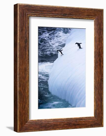 Antarctica. Adelie Penguins Jump of an Iceberg-Janet Muir-Framed Photographic Print