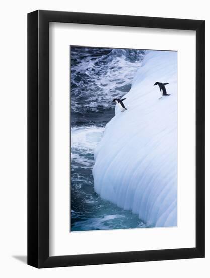 Antarctica. Adelie Penguins Jump of an Iceberg-Janet Muir-Framed Photographic Print