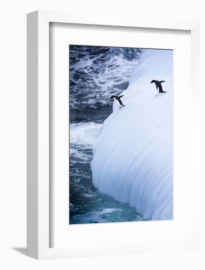 Antarctica. Adelie Penguins Jump of an Iceberg-Janet Muir-Framed Photographic Print