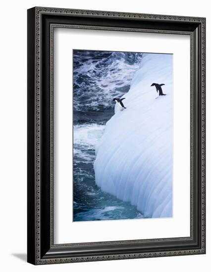 Antarctica. Adelie Penguins Jump of an Iceberg-Janet Muir-Framed Photographic Print