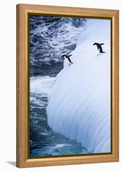 Antarctica. Adelie Penguins Jump of an Iceberg-Janet Muir-Framed Premier Image Canvas