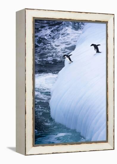 Antarctica. Adelie Penguins Jump of an Iceberg-Janet Muir-Framed Premier Image Canvas