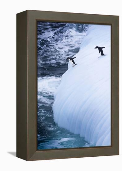 Antarctica. Adelie Penguins Jump of an Iceberg-Janet Muir-Framed Premier Image Canvas